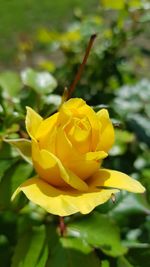 Close-up of yellow flower blooming outdoors