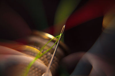 Close-up of insect on plant