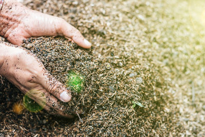 Close-up of hands picking up dirt