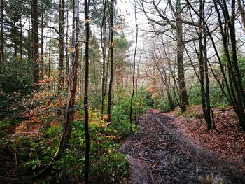 View of trees in forest