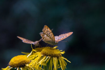 Butterflies on flower