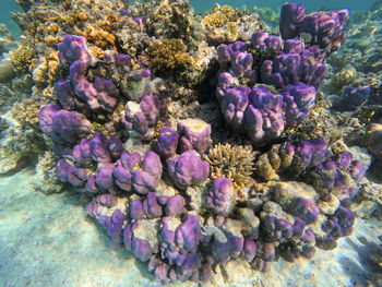 reef
