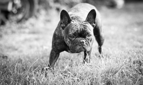 French bulldog on grassy field