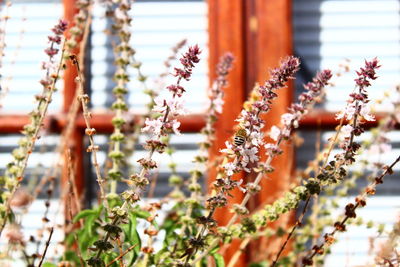 Close-up of plants