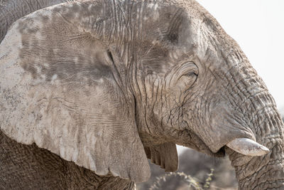 Close-up of elephant