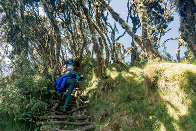 Rear view of man climbing on tree