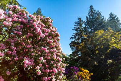 Low angle view of cherry blossoms in spring