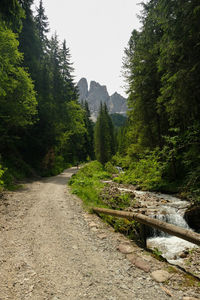 Footpath amidst plants and trees against sky