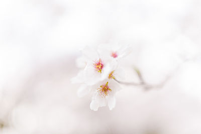 Close-up of cherry blossom