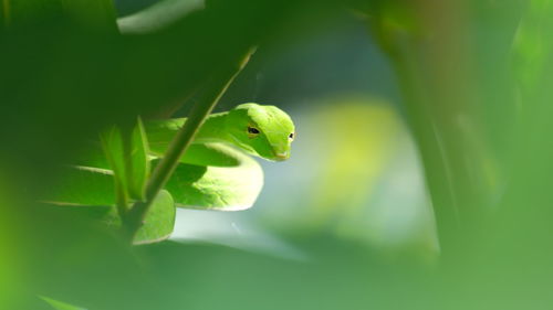 Close-up of frog on leaf