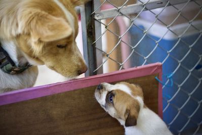 Close-up of a dog in cage