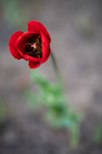 Close-up of red rose against blurred background