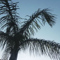 Low angle view of tree against clear sky