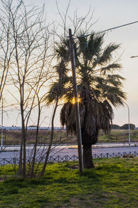Palm trees on field against sky