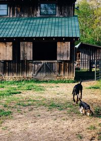 Dogs on field