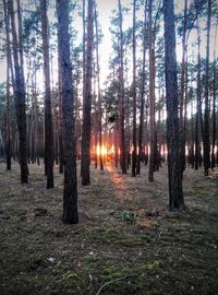 Trees in forest