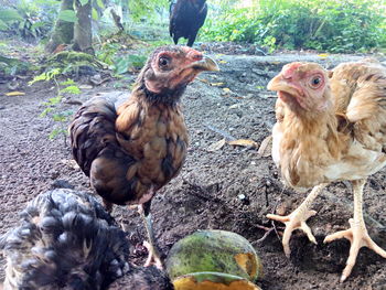 Ducks in a farm