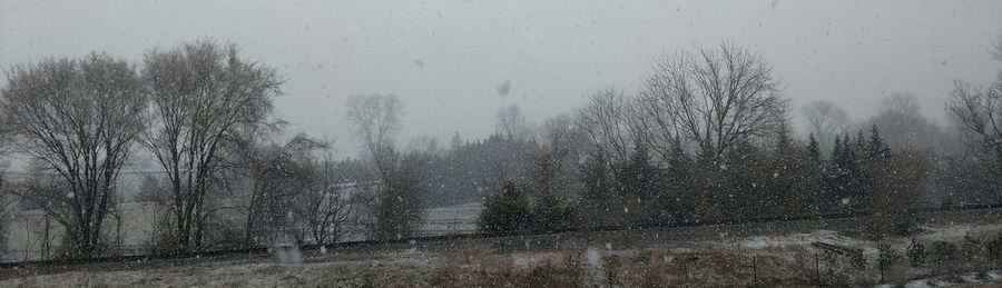 Bare trees on snow covered land