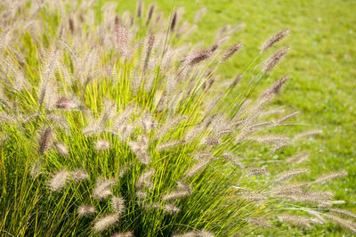 Close-up of grass on field