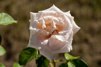 Close-up of white rose