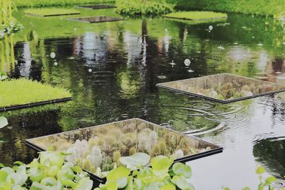 Water lily in lake during rainy season