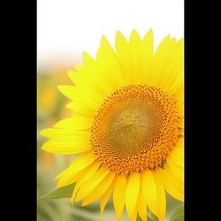 Close-up of sunflower