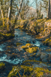 River stream amidst trees in forest