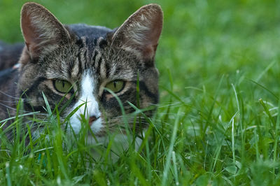Close-up portrait of cat relaxing on field