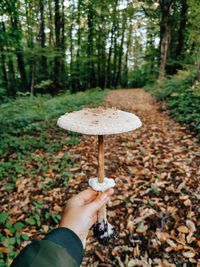 Personal perspective of hand holding picked mushroom in forest