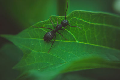 Close-up of insect on leaf