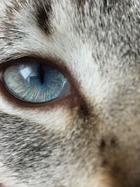 Close-up of dog eye