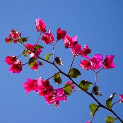 Low angle view of pink flowering tree against clear sky