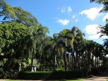 Low angle view of trees against sky