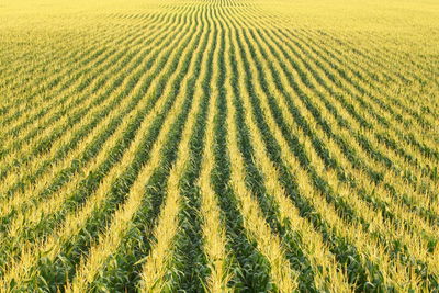 Full frame shot of wheat field