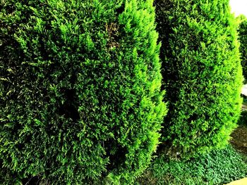 Green leaves