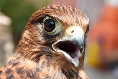 Close-up of a bird looking away