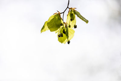 Low angle view of flowering plant against sky