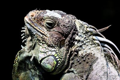 Close-up of a lizard