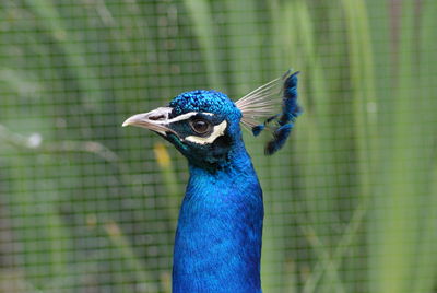 Close-up of peacock head against green background