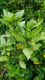 High angle view of wet plant leaves