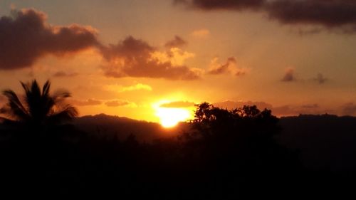 Silhouette of trees at sunset