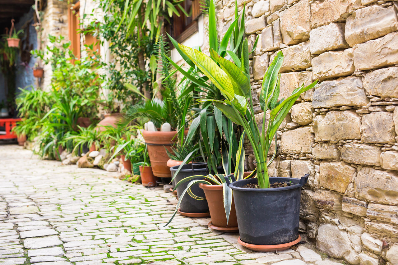 POTTED PLANTS GROWING AGAINST WALL