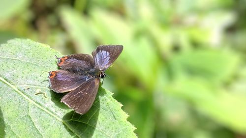 Close-up of butterfly pollinating on leaf