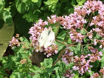 Close-up of insect on pink flowers