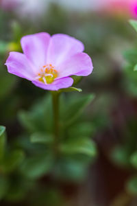 Close-up of flower blooming outdoors