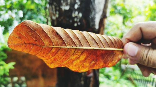 Close-up of hand holding leaves