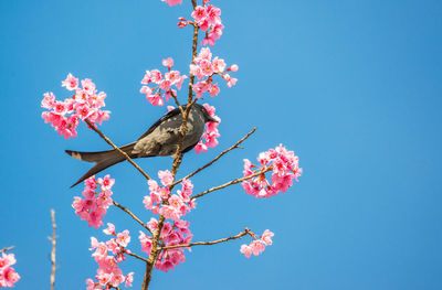 Low angle view of cherry blossoms in spring