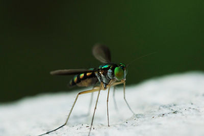 Close-up of fly