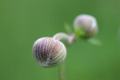 Close-up of flower bud