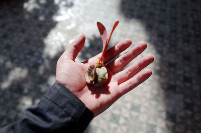 Close-up of hand holding leaf